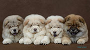 chow-chow puppies Kvin Style