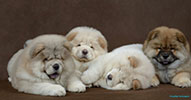 chow-chow puppies Kvin Style