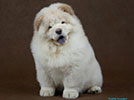 chow-chow puppy Kvin Style AGATA