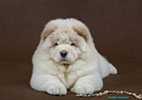 chow-chow puppy Kvin Style AGATA