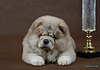 chow-chow puppy Kvin Style AILIN