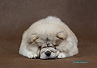 chow-chow puppy Kvin Style AILIN