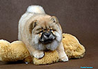 chow-chow puppy Kvin Style AURELIA