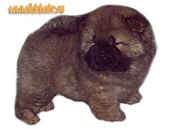 chow-chow puppy