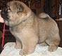 maximize chow-chow puppy