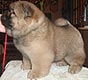 maximize chow-chow puppy