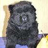 maximize chow-chow puppies