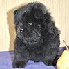 maximize chow-chow puppies