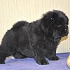 maximize chow-chow puppies