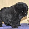 maximize chow-chow puppies