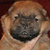 maximize chow-chow puppies