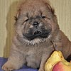 maximize chow-chow puppies