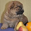 maximize chow-chow puppies