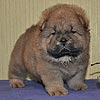 maximize chow-chow puppies