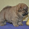 maximize chow-chow puppies