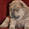 maximize chow-chow puppies