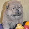 maximize chow-chow puppies