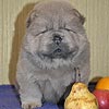 maximize chow-chow puppies