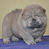 maximize chow-chow puppies