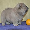 maximize chow-chow puppies