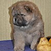 maximize chow-chow puppies