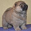 maximize chow-chow puppies