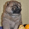 maximize chow-chow puppies