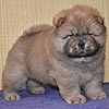 maximize chow-chow puppies