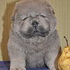 maximize chow-chow puppies