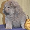 maximize chow-chow puppies