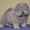 maximize chow-chow puppies