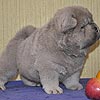 maximize chow-chow puppies