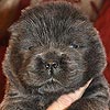 maximize chow-chow puppies