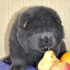 maximize chow-chow puppies