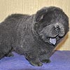 maximize chow-chow puppies