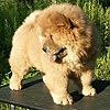 chow-chow puppy