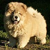 chow-chow puppy