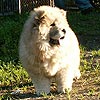 chow-chow puppy 