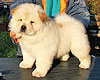 chow-chow puppy