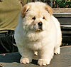 chow-chow puppy