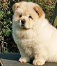 chow-chow puppy