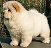 chow-chow puppy