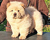 chow-chow puppy