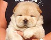 chow-chow puppy 