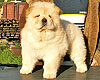 chow-chow puppy 