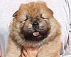 chow-chow puppy