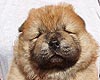 chow-chow puppy