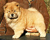 chow-chow puppy