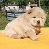 chow-chow puppy