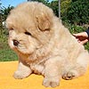 chow-chow puppy